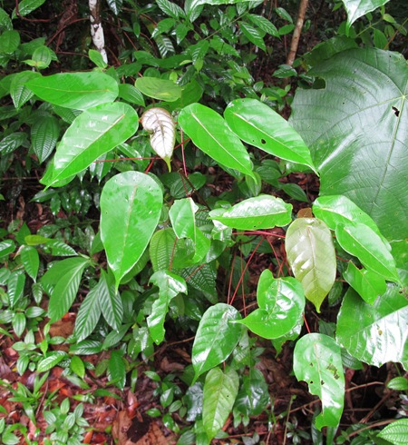 Urban Forest: Short walk at CCNR
